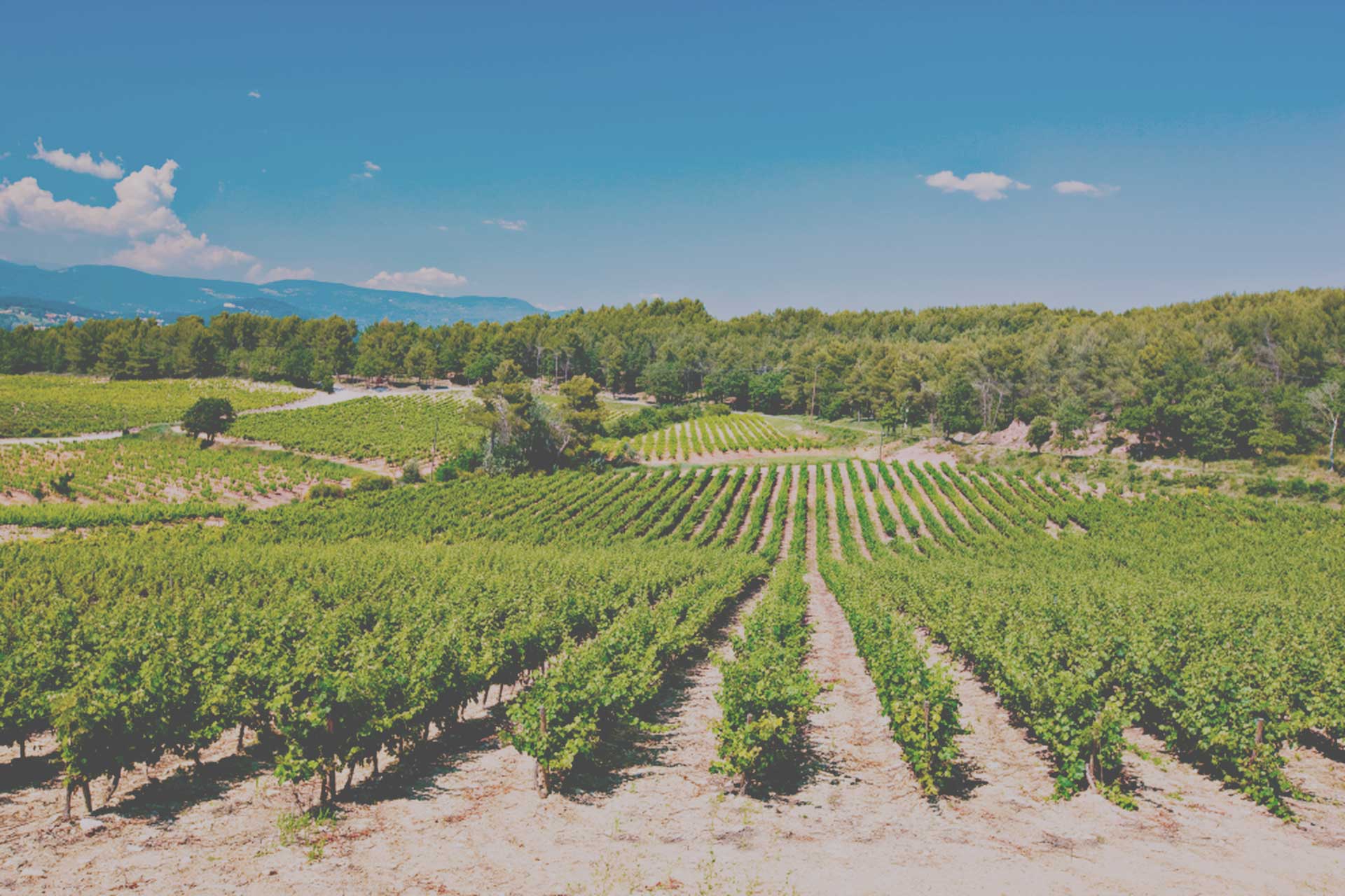 Vignes